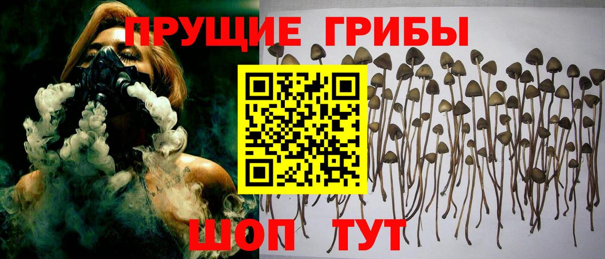 Черкесск  Псилоцибиновые грибы мицелий  Вход с VPN 